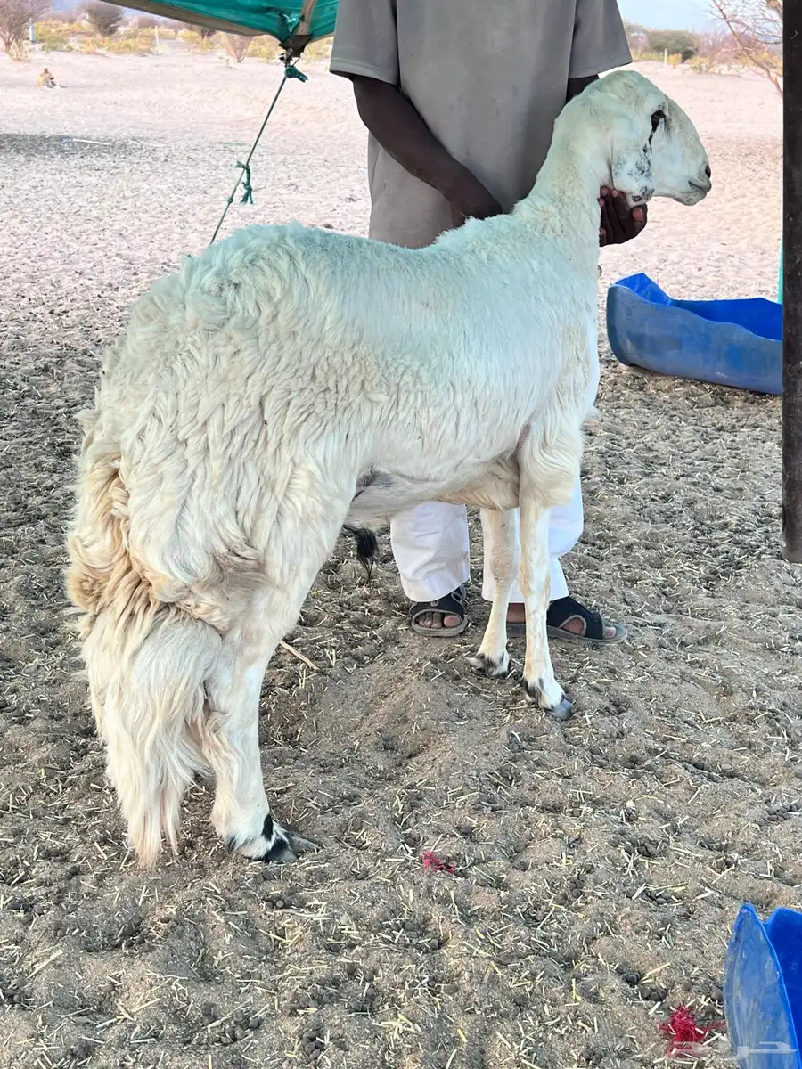 طلي مشروع كفوو فحل ثني وينسف 0