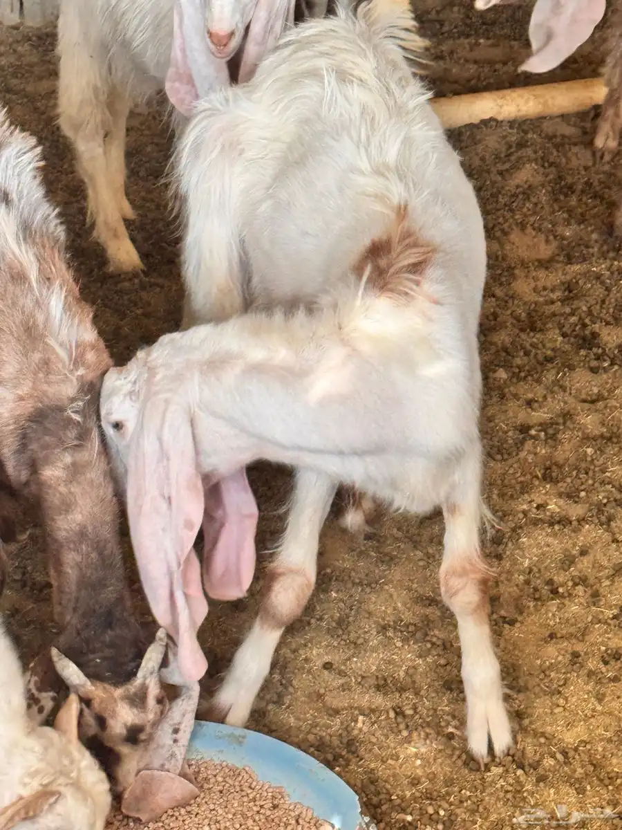 تيس 1