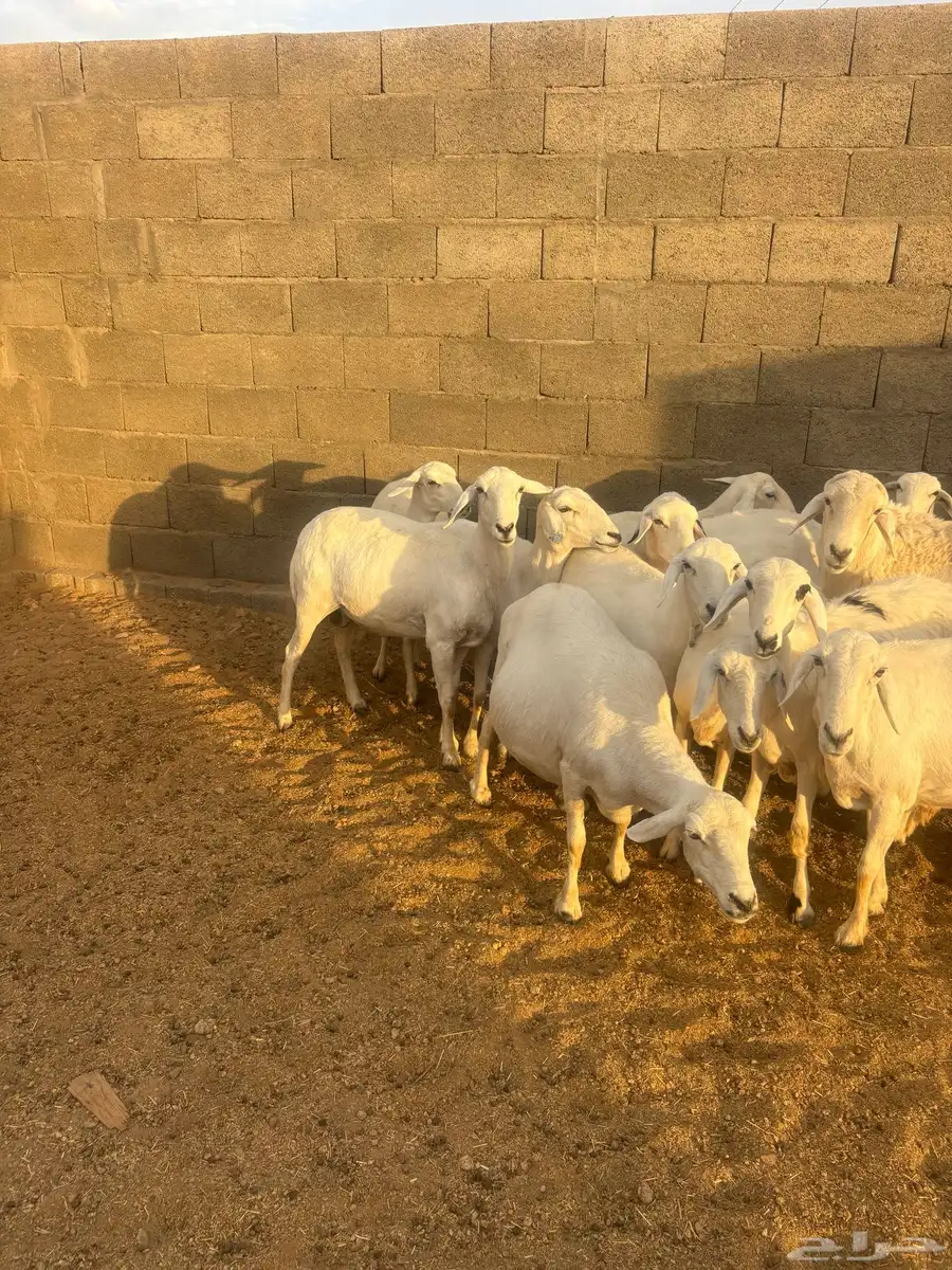 غنم كفو صنف ودفع على الشرط وأسنان 2