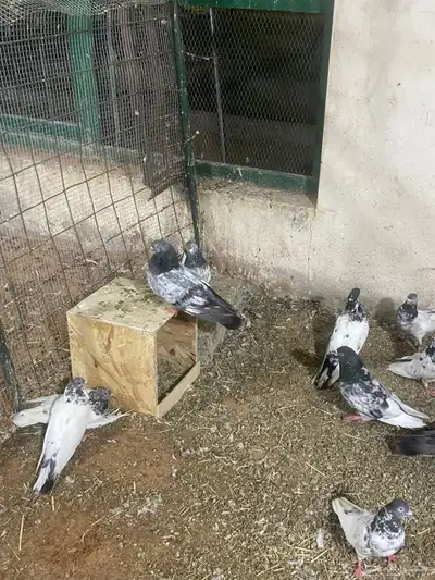 حمام باكستاني 5