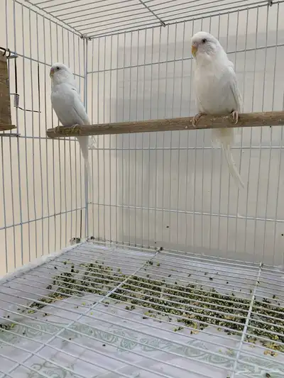 بادجي هولندي ابيض 7
