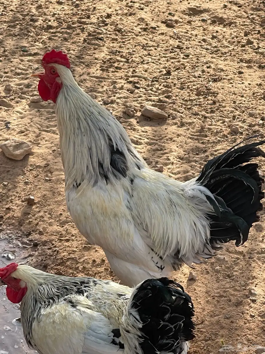 ديكه براهما للبيع 2