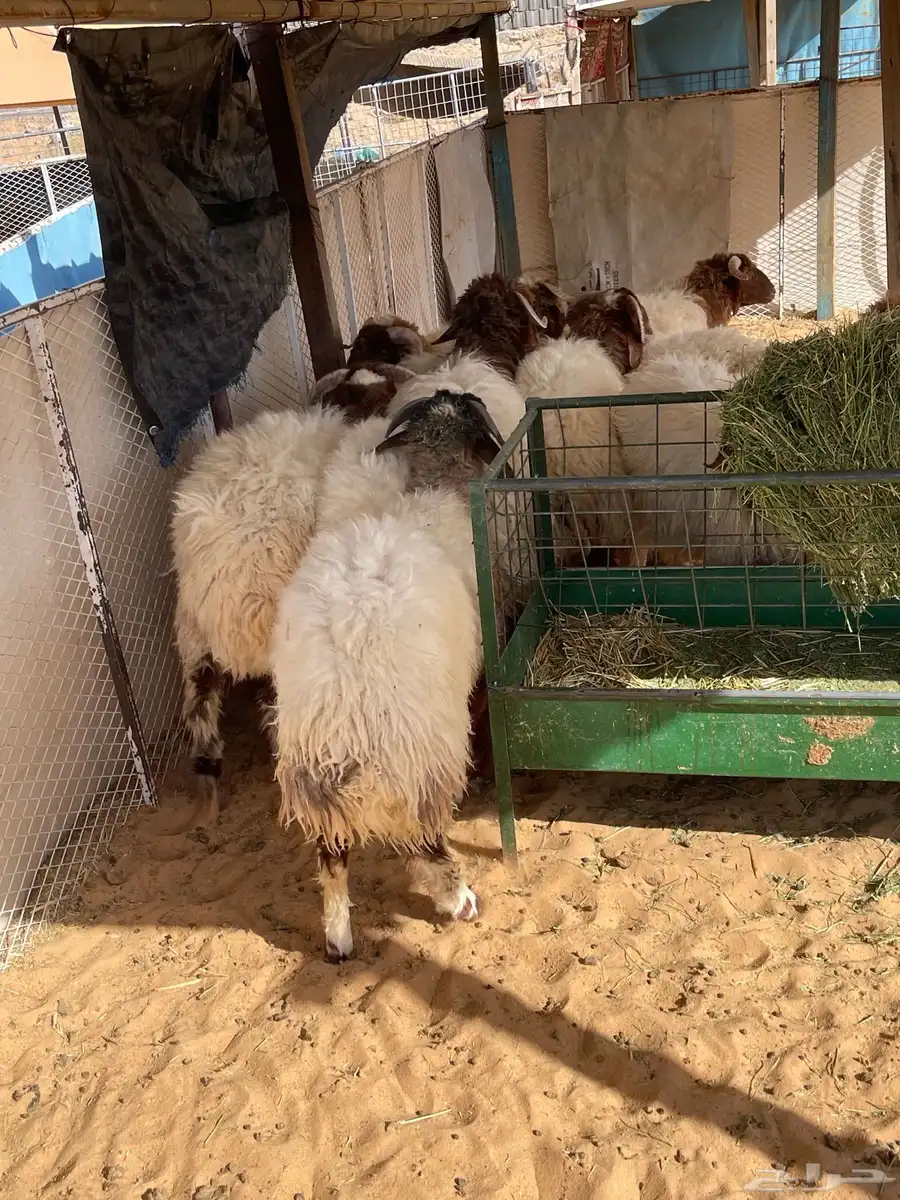 للبيع بهم نعيم خرفان جذعان طيب جملة وتفريد 9