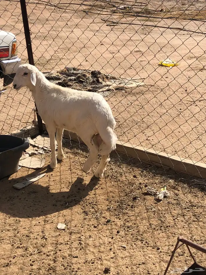 طلي كفو للبيع حق ثلاجه 4