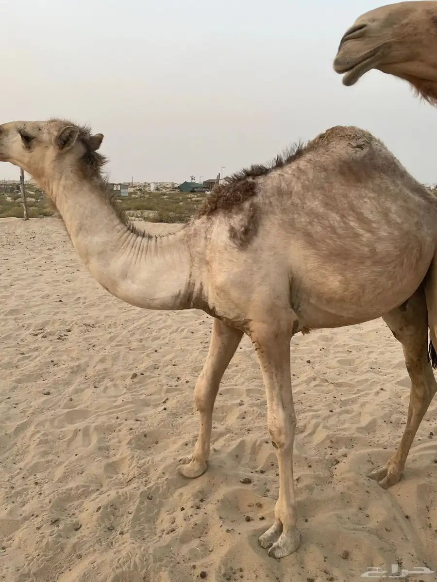 قعود. لأهل المناسبات 0