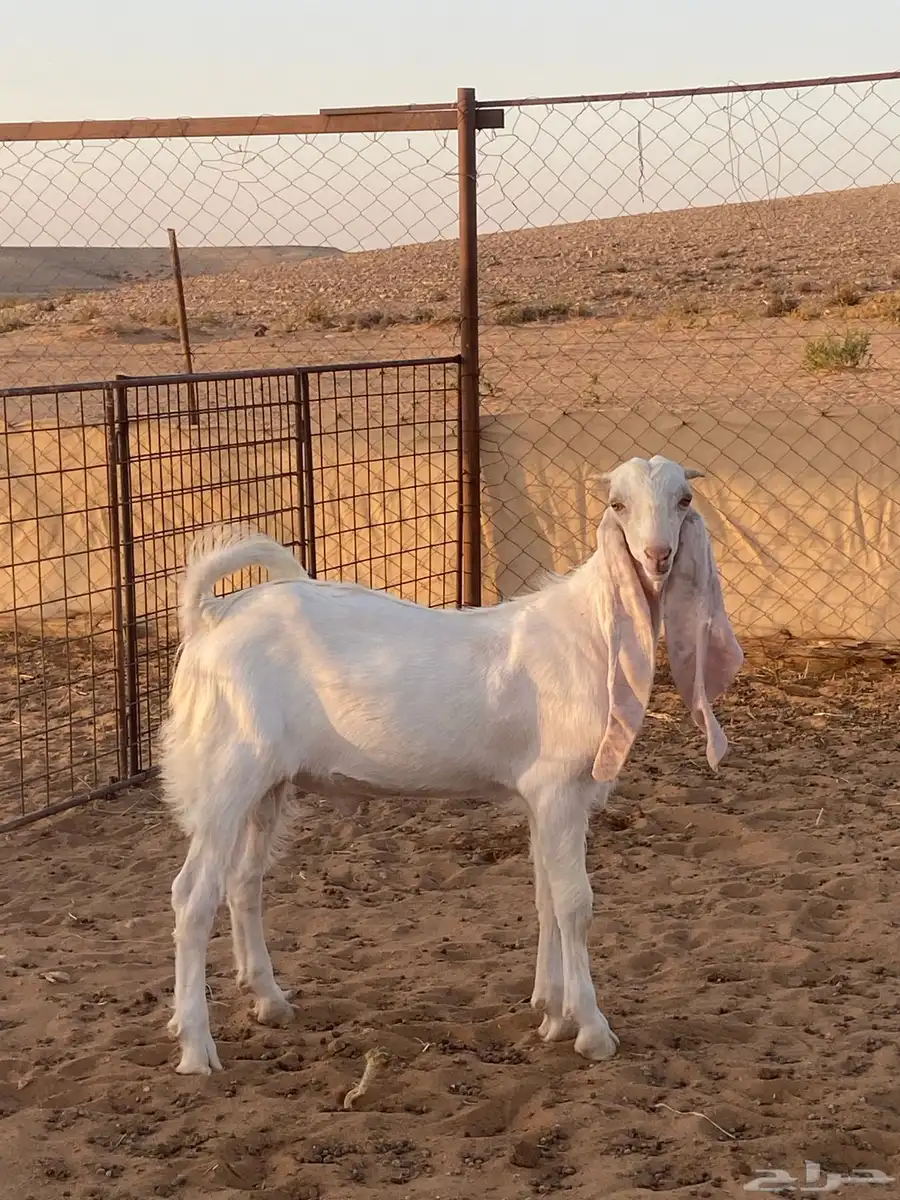 تيس مطور 1