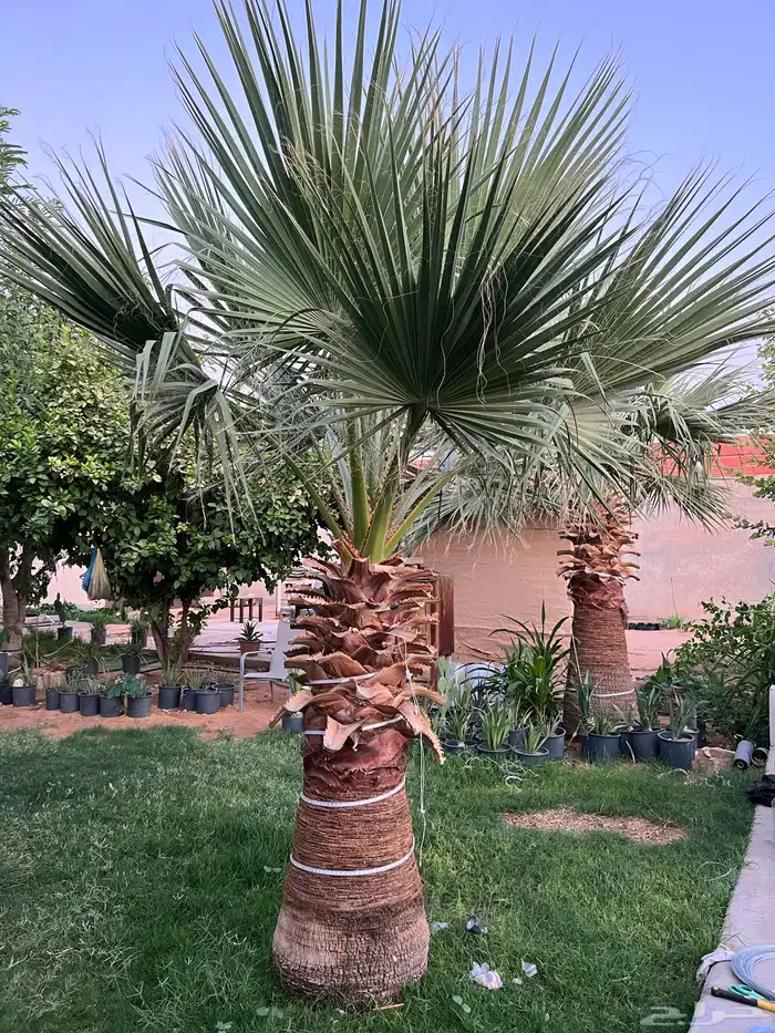 نخل واشنطوني امريكي 13