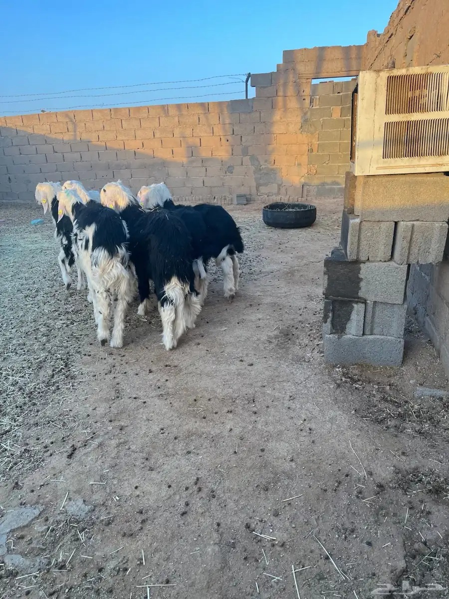 طليان نجد طيبة 0