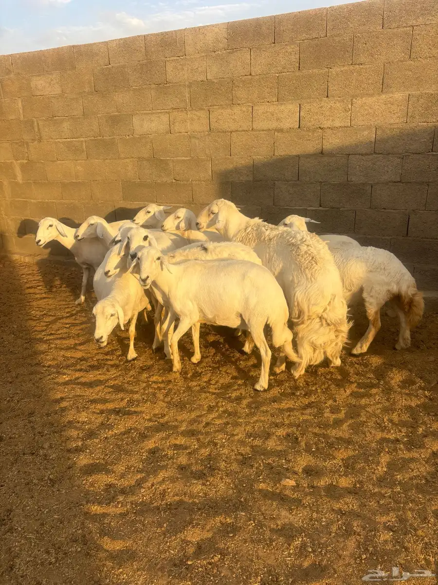 غنم كفو صنف ودفع على الشرط وأسنان 4