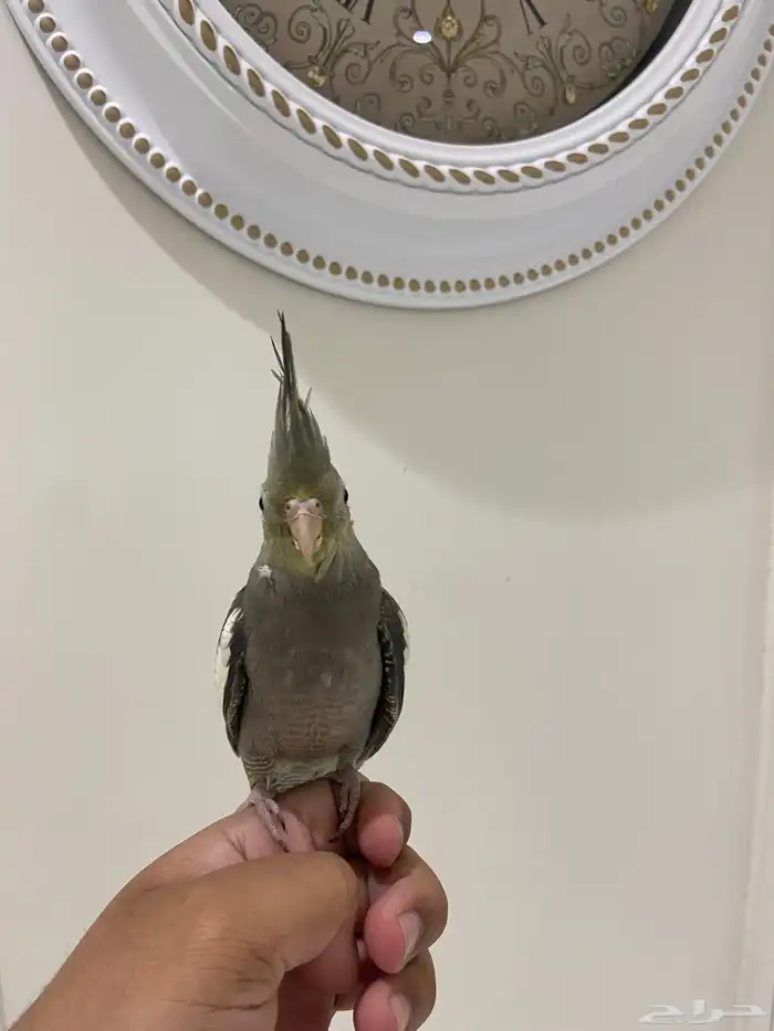 عصفور كروان 0