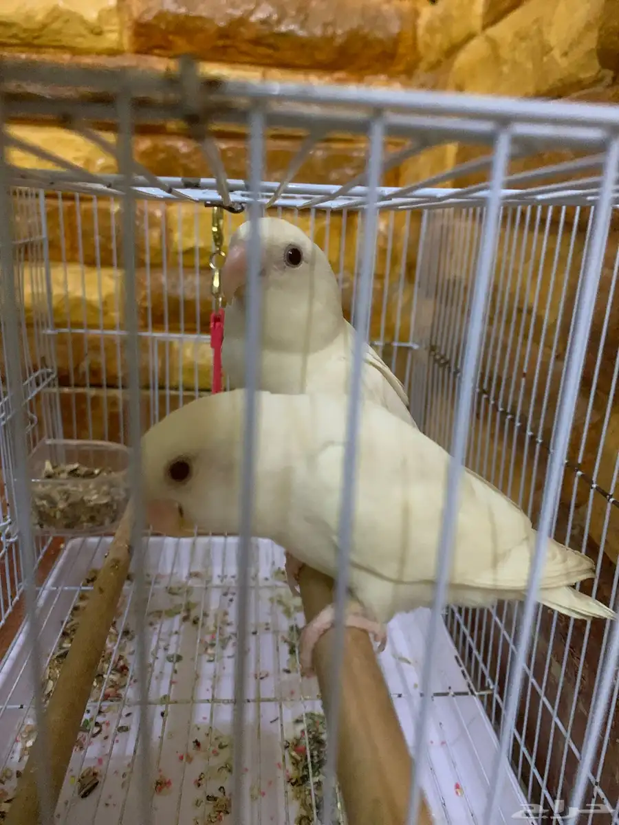 ببغاء روز البينو زوج للبيع 2