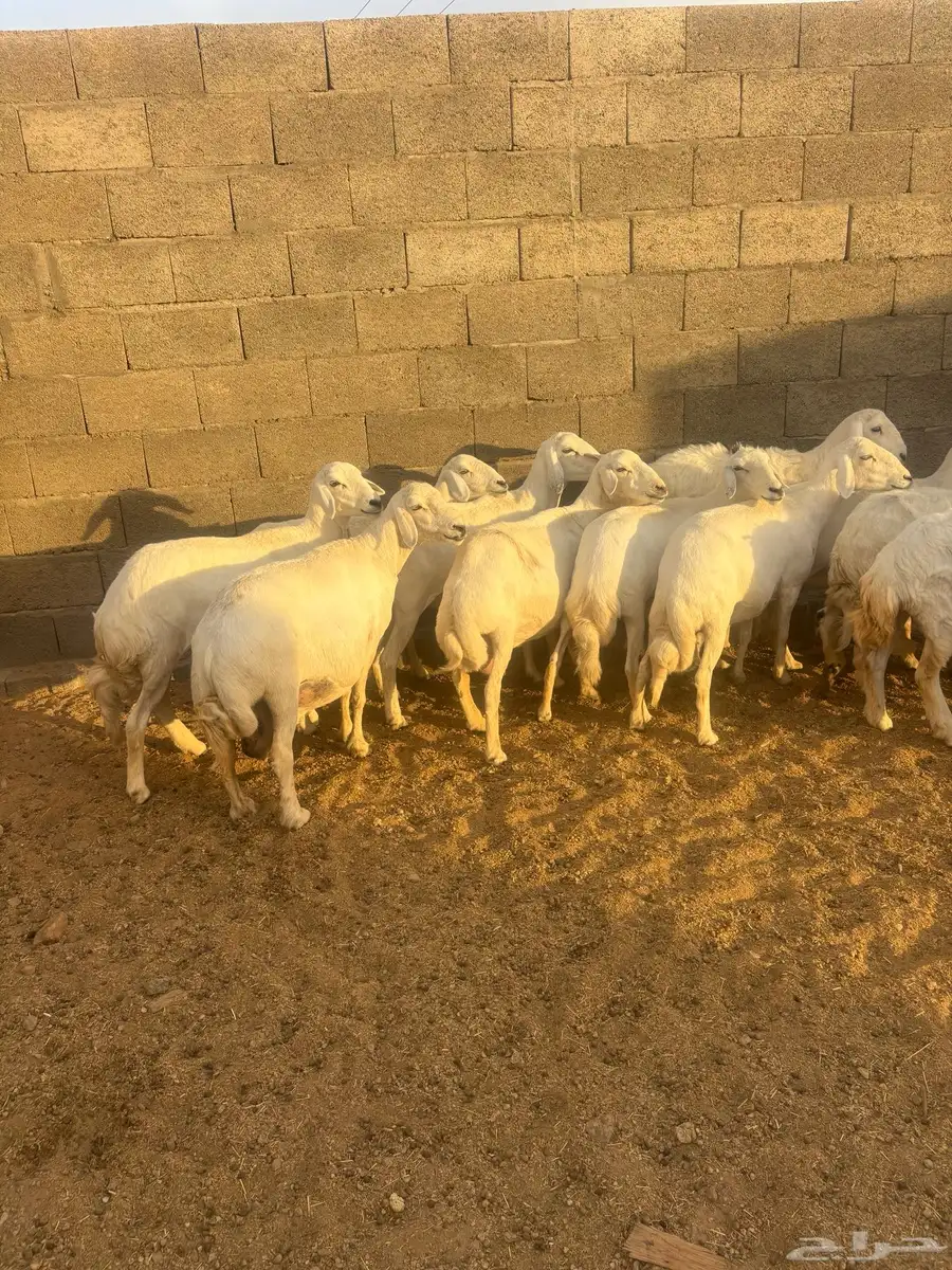 غنم كفو صنف ودفع على الشرط وأسنان 11
