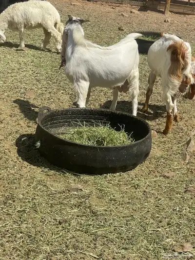 حريات 9