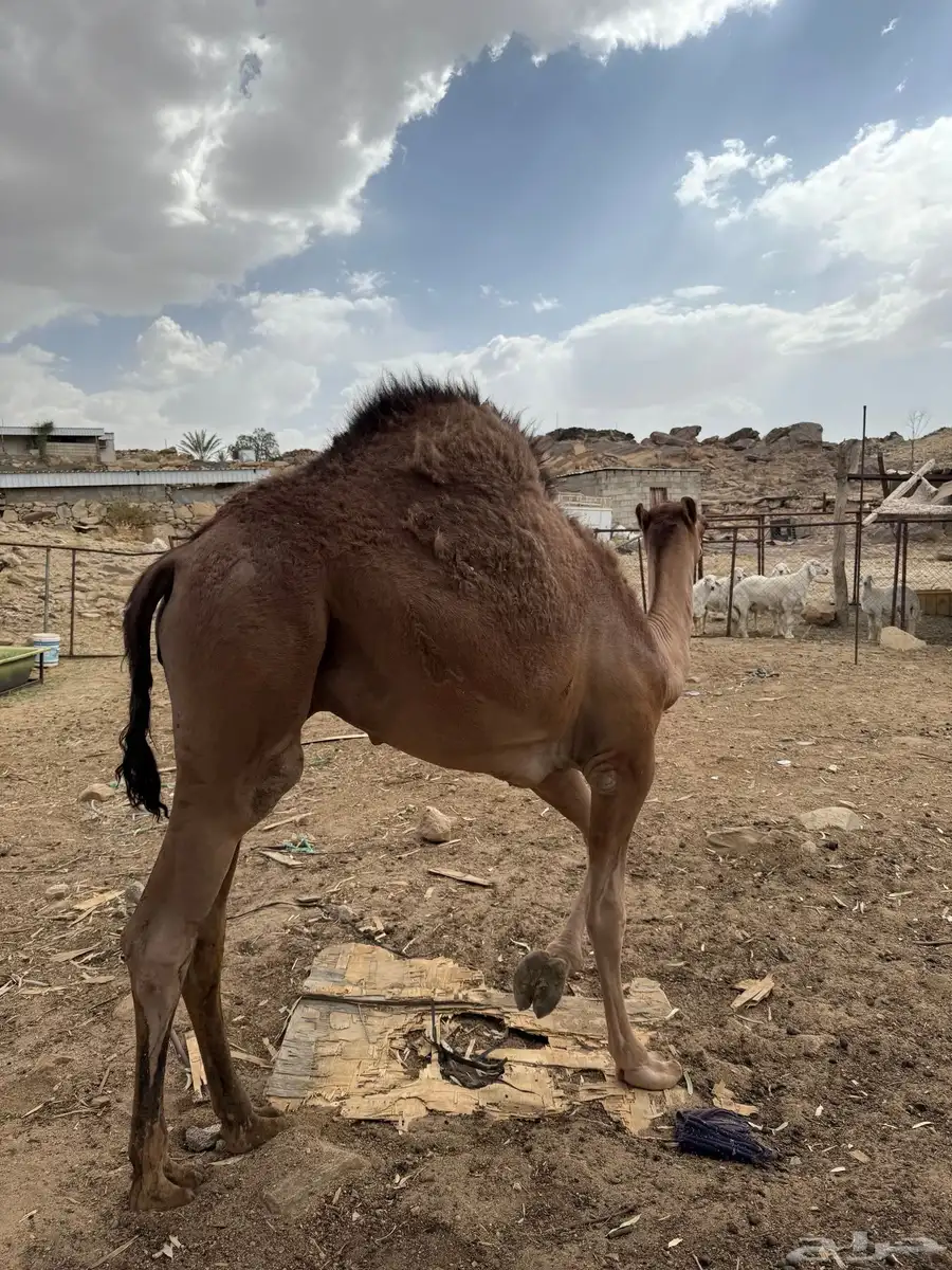 قعود مفرود عمر 8 شهور 8