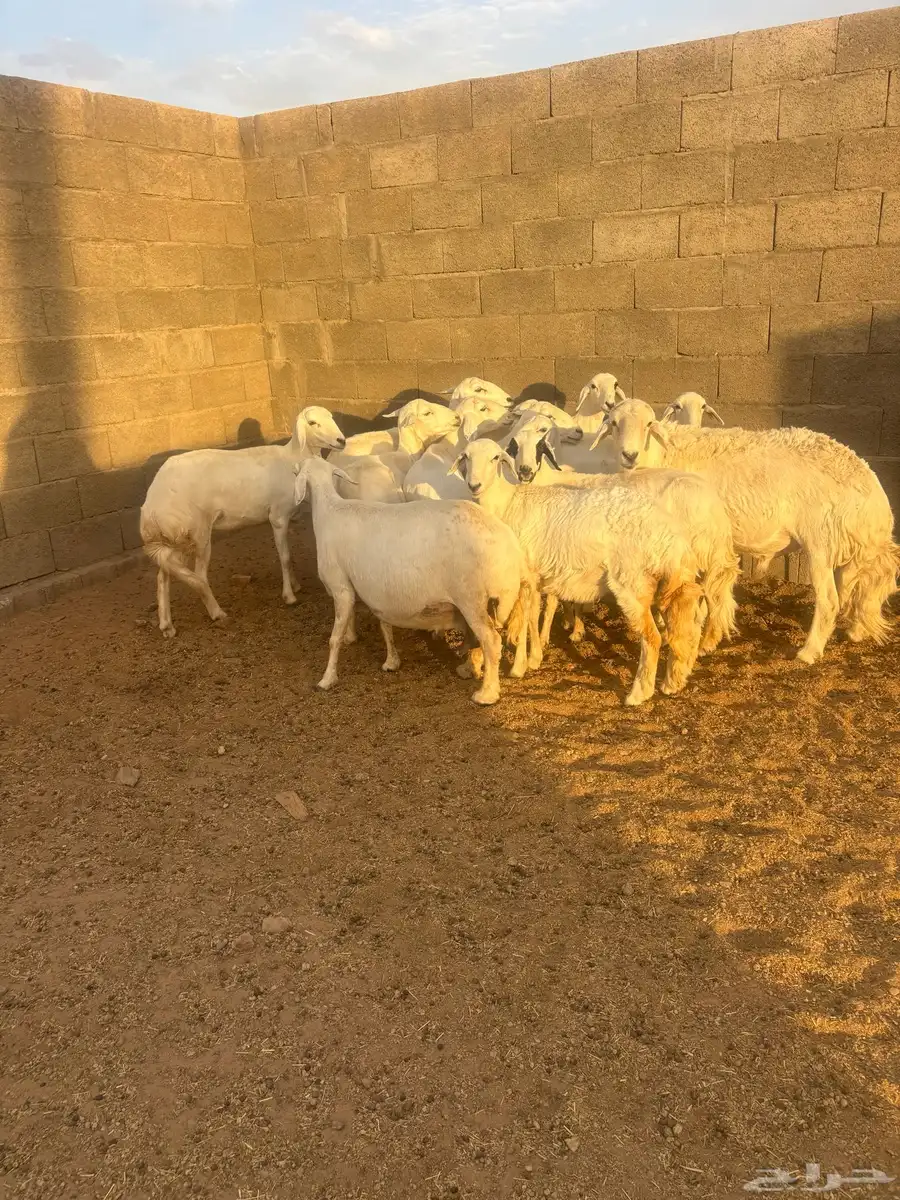 غنم كفو صنف ودفع على الشرط وأسنان 14