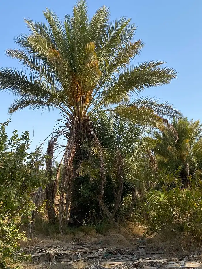 يوجد نخيل عربي للبيع 0