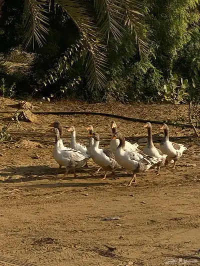 طيور وز بلدي للبيع شرط 1