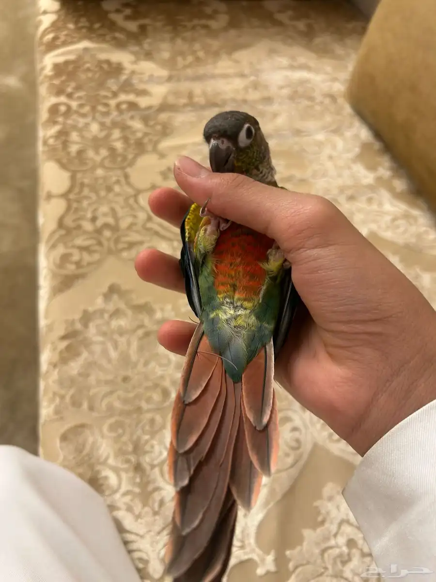 ببغاء كنيور 3