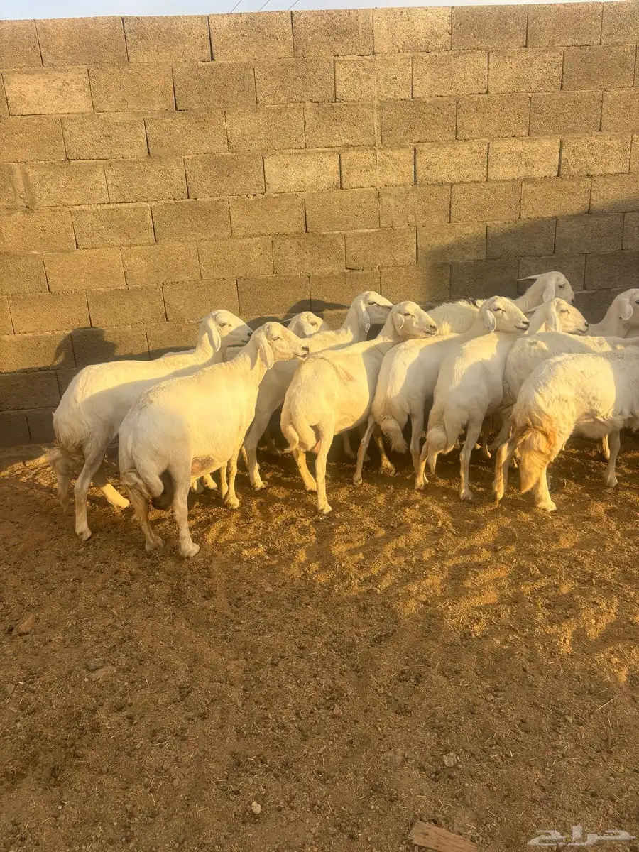 غنم كفو صنف ودفع على الشرط وأسنان 10