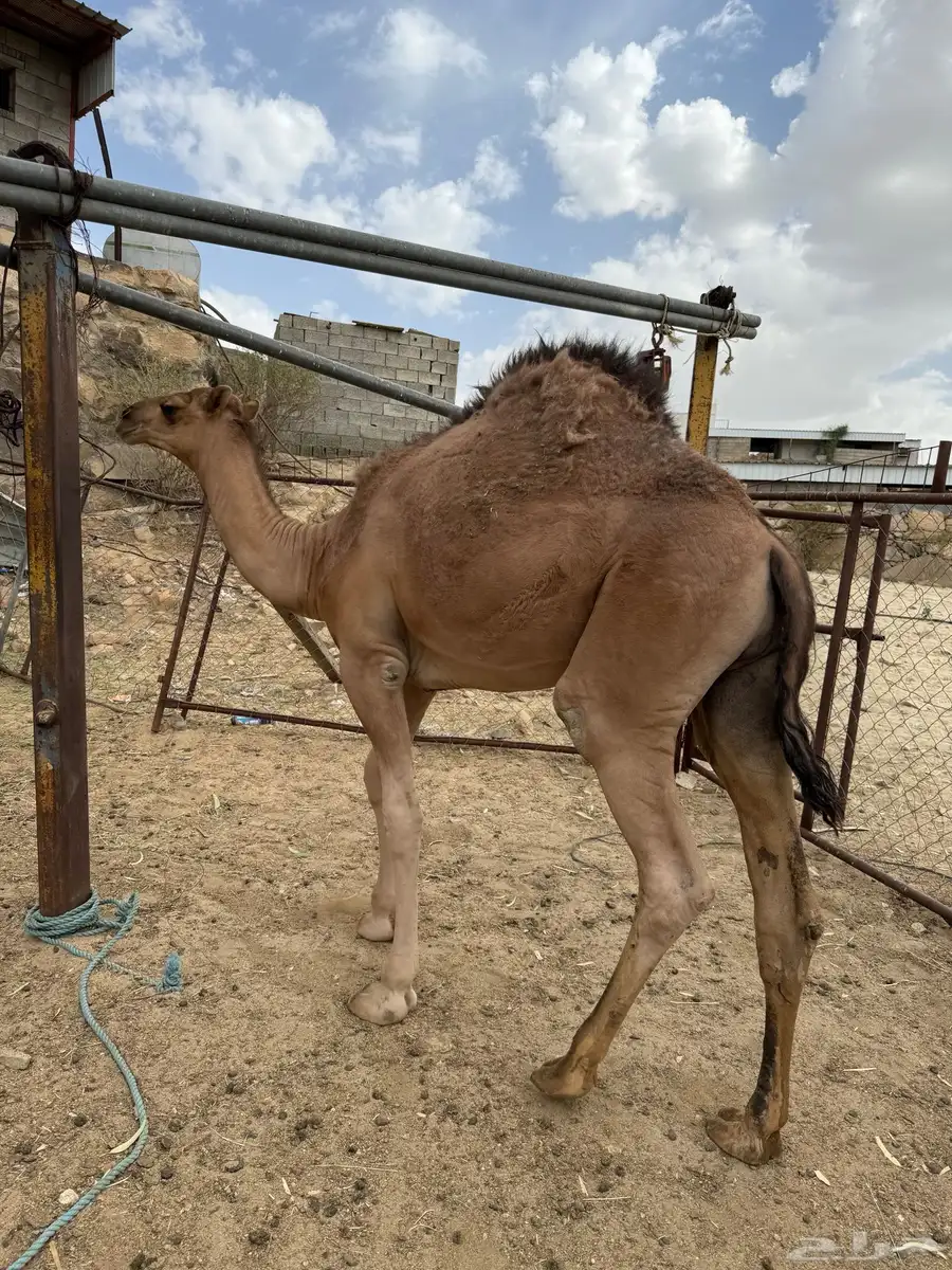 قعود مفرود عمر 8 شهور 2