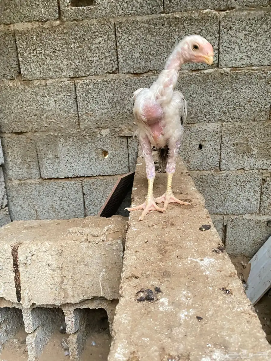 دجاج فارسي للبيع فرخ ماشاءالله 5