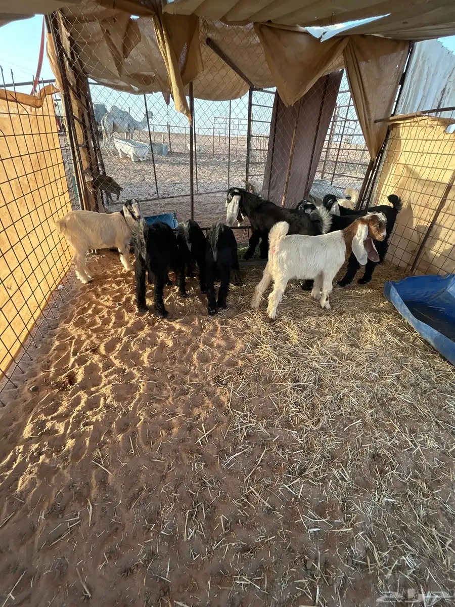 تيوس عوارض فاخرة 1