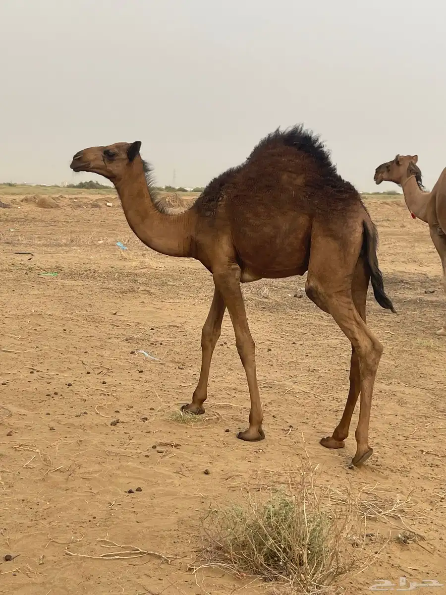قعود 1