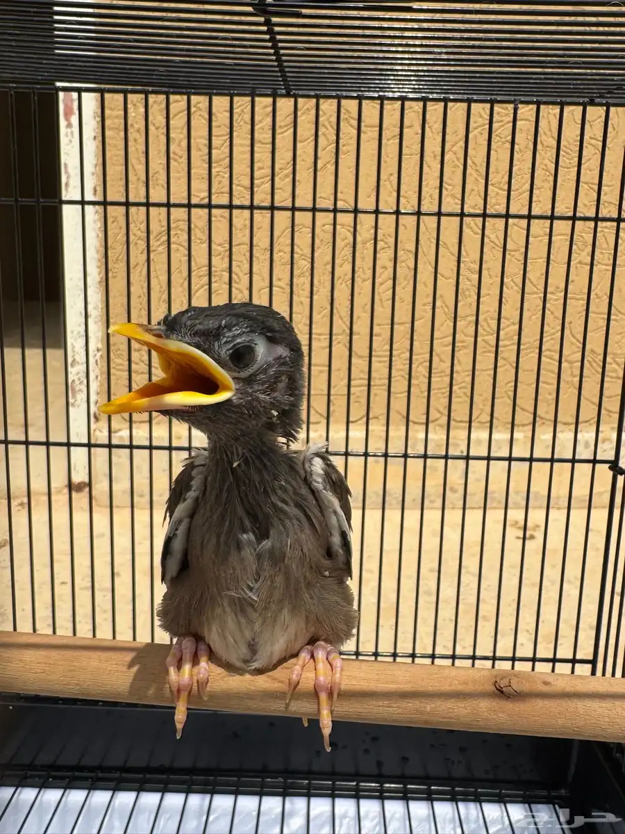 للبيع فرخ مينا 4