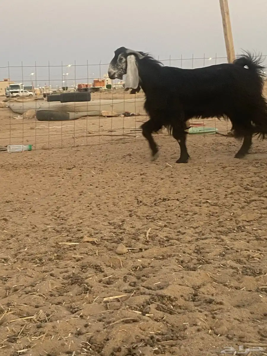تيس اسن ثني أتيس طيب وشرطه من كلشي. قريع وحار 0