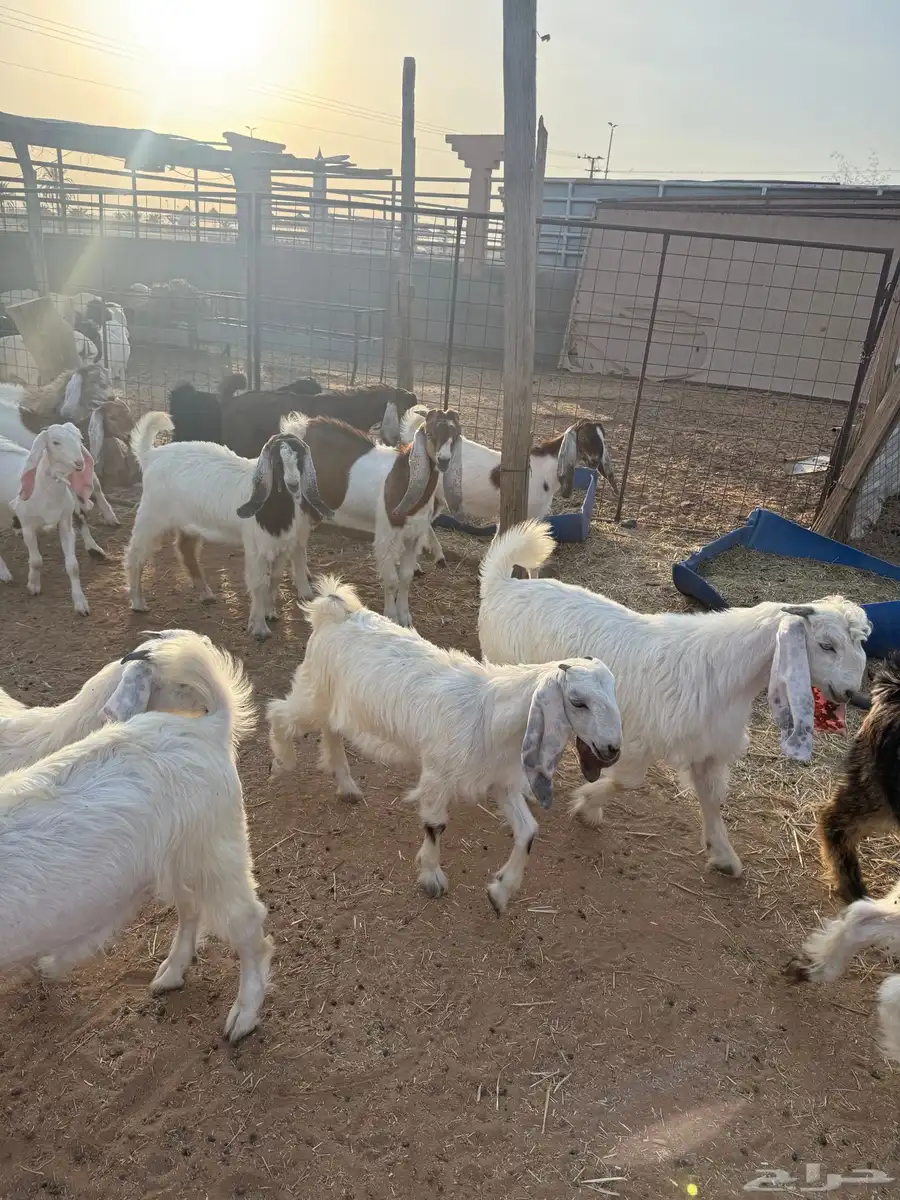 جفار وتيوس طيبة 1