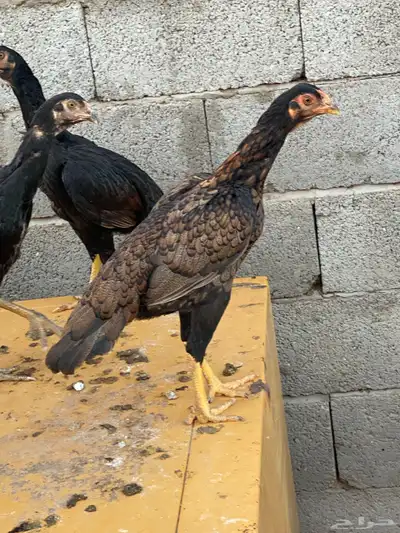 دجاج وديكه شامو اصل 8
