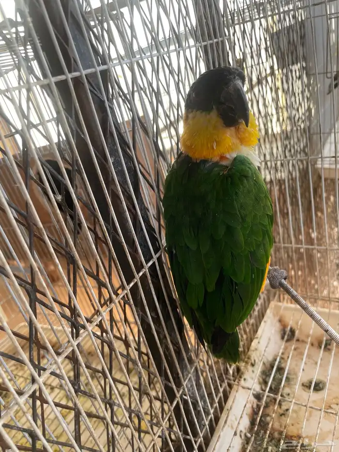 ببغاء بلاك كايك 1