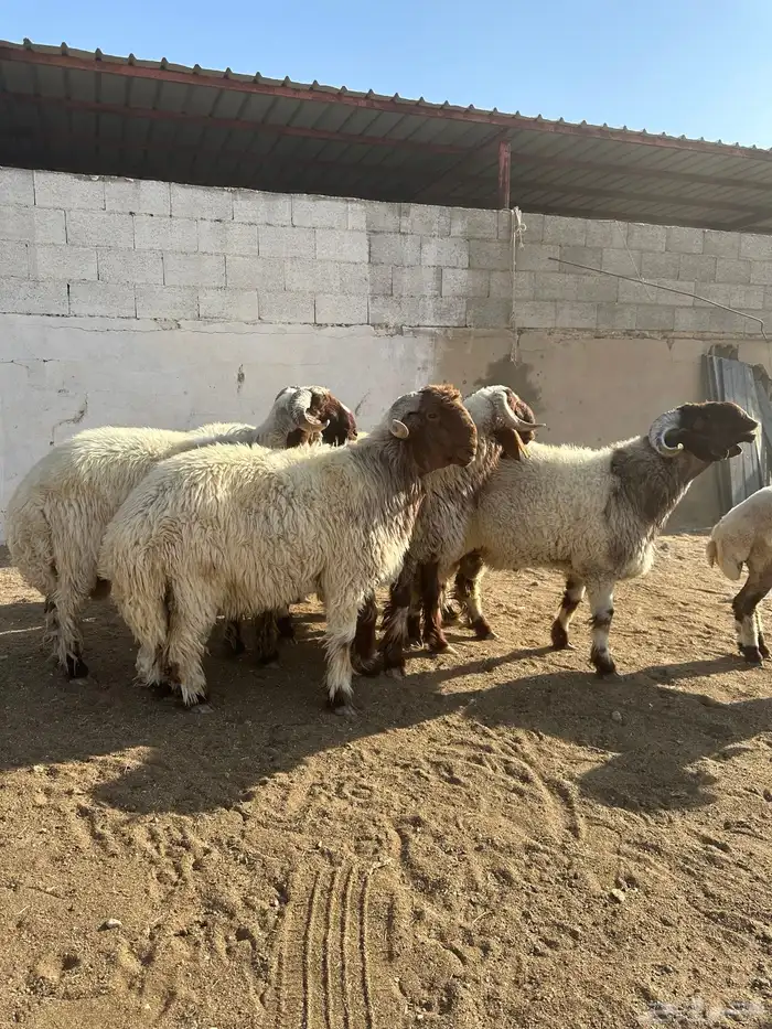 فحول أنعيم صنف اللبييع 3