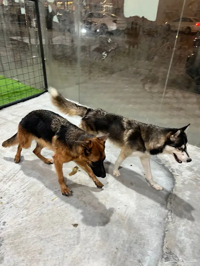 Workline 1 year old female German shepherd 2