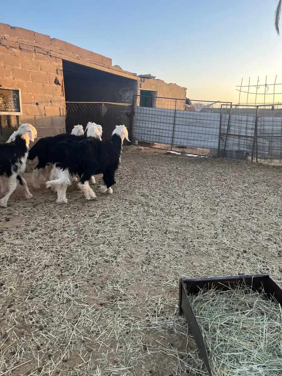 طليان نجد طيبة 8