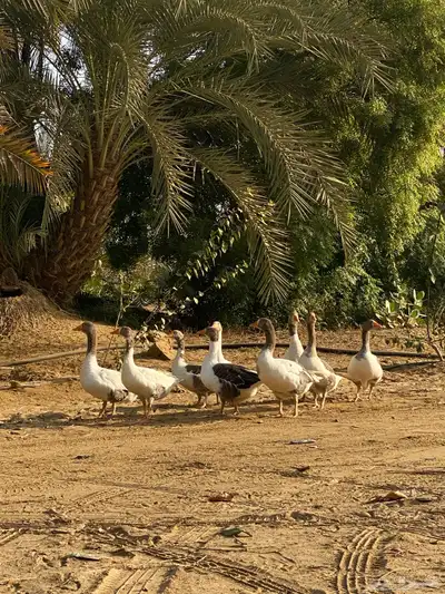 طيور وز بلدي للبيع شرط 2