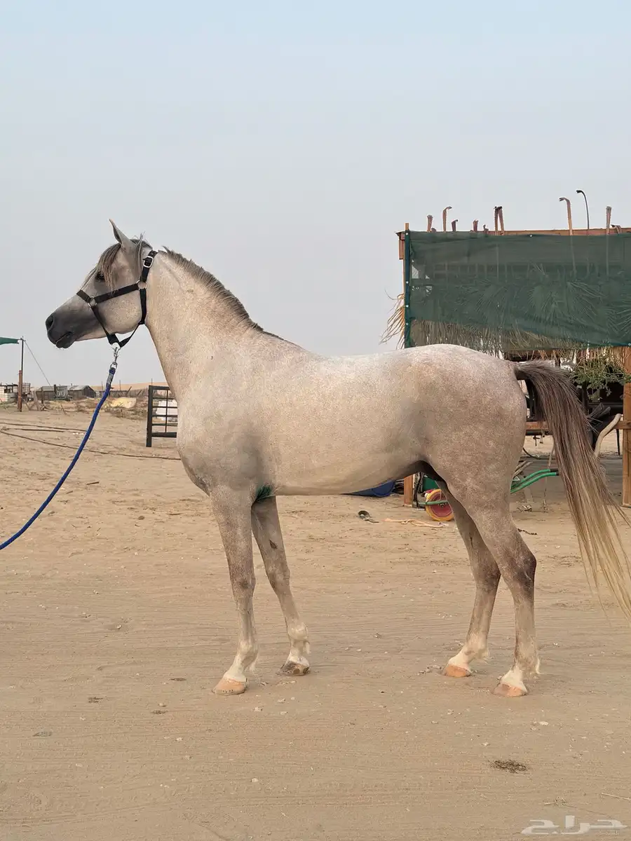 حصان شعبي فااخر 2