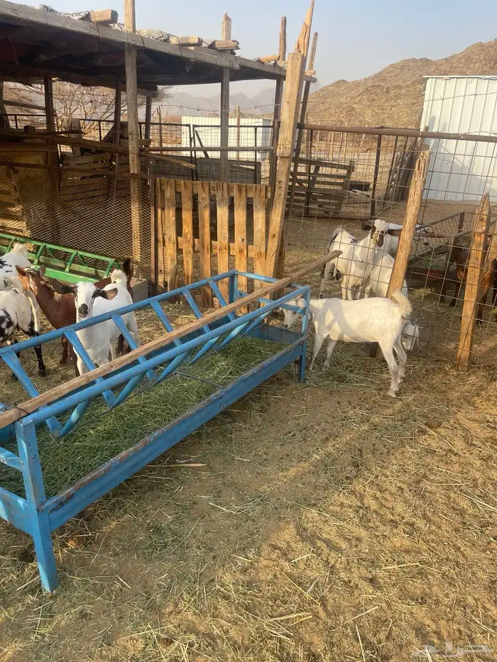 جفار العدد6 العمر7اشهر شي نظيف مولده عندي من حلالي 5