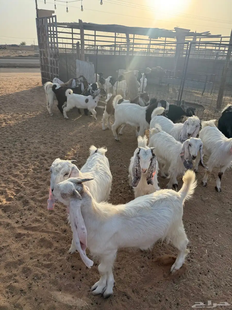 جفار وتيوس طيبة 3