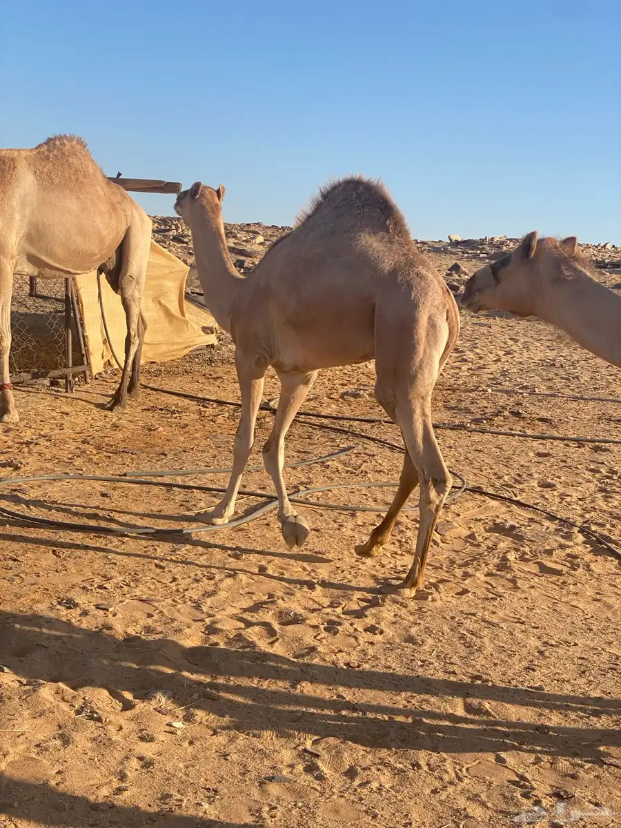تبوك تيماء 0