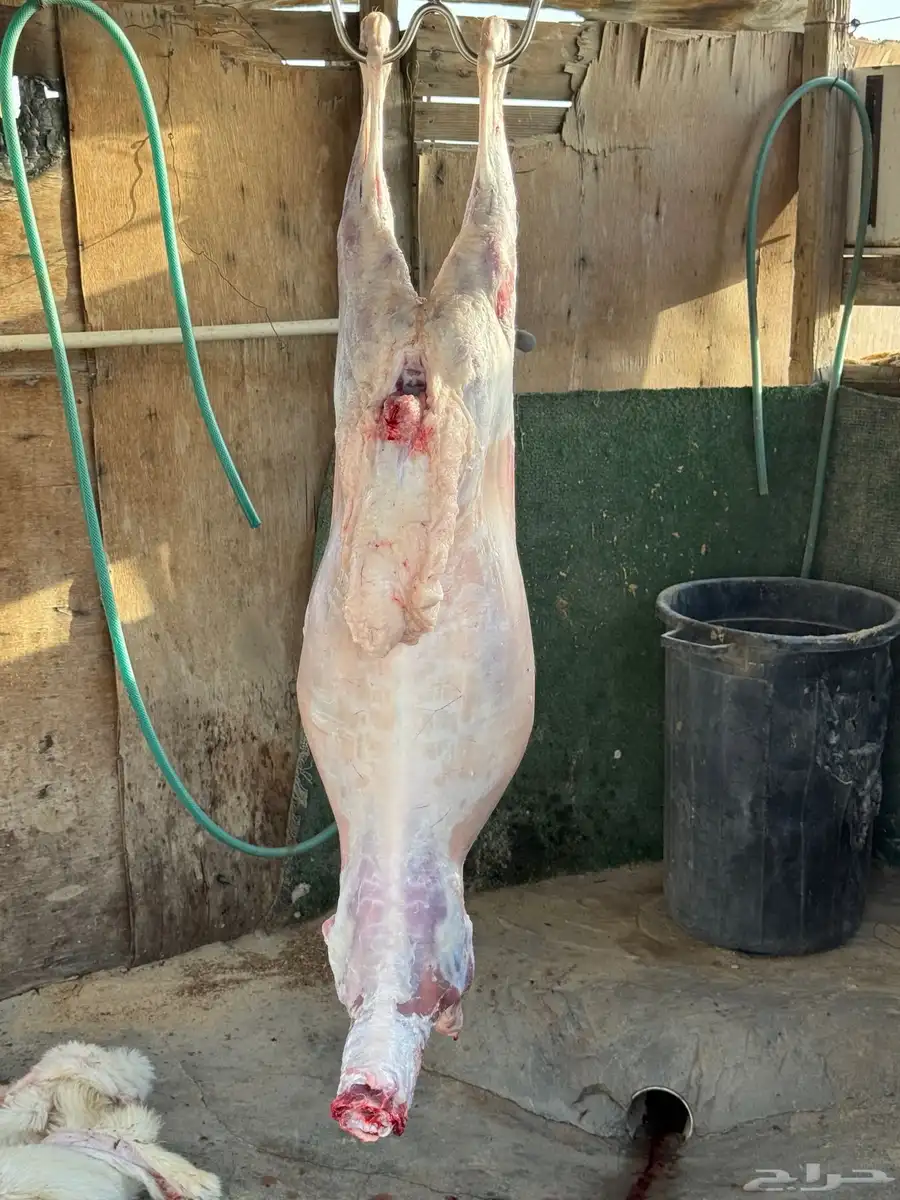 خرفان 3