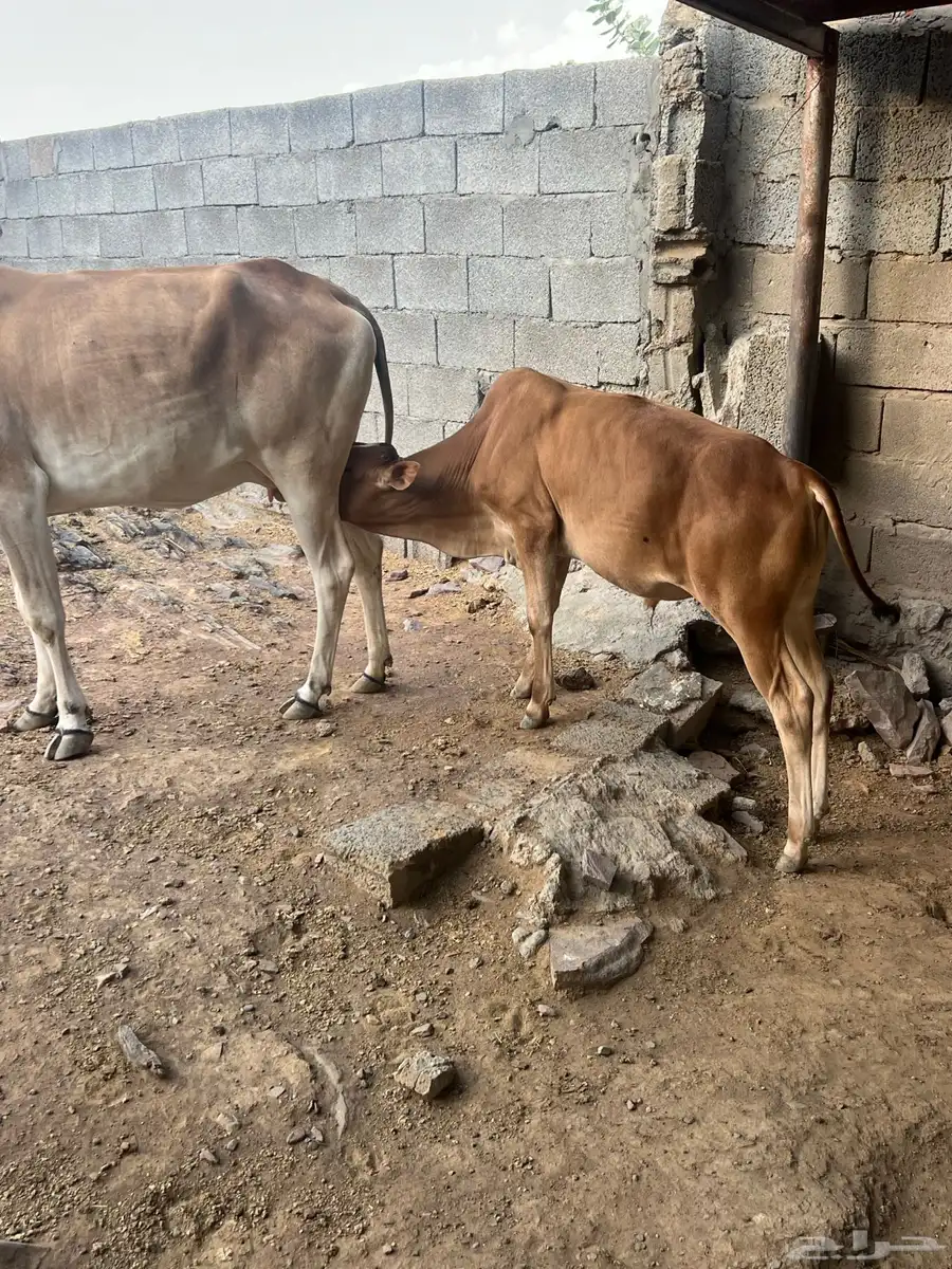 بقره خلفه 2