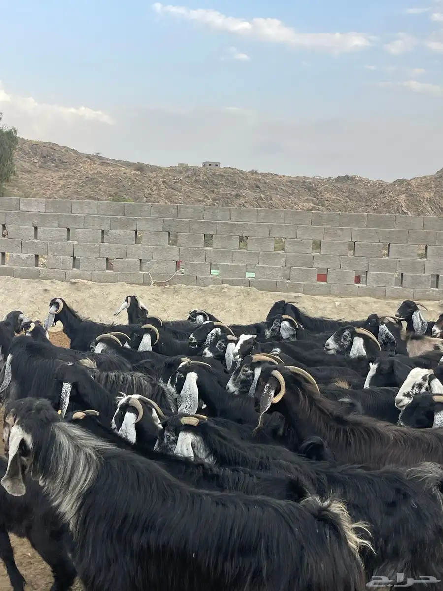 معزا عوارض دفاع وحليب بفحلها 7