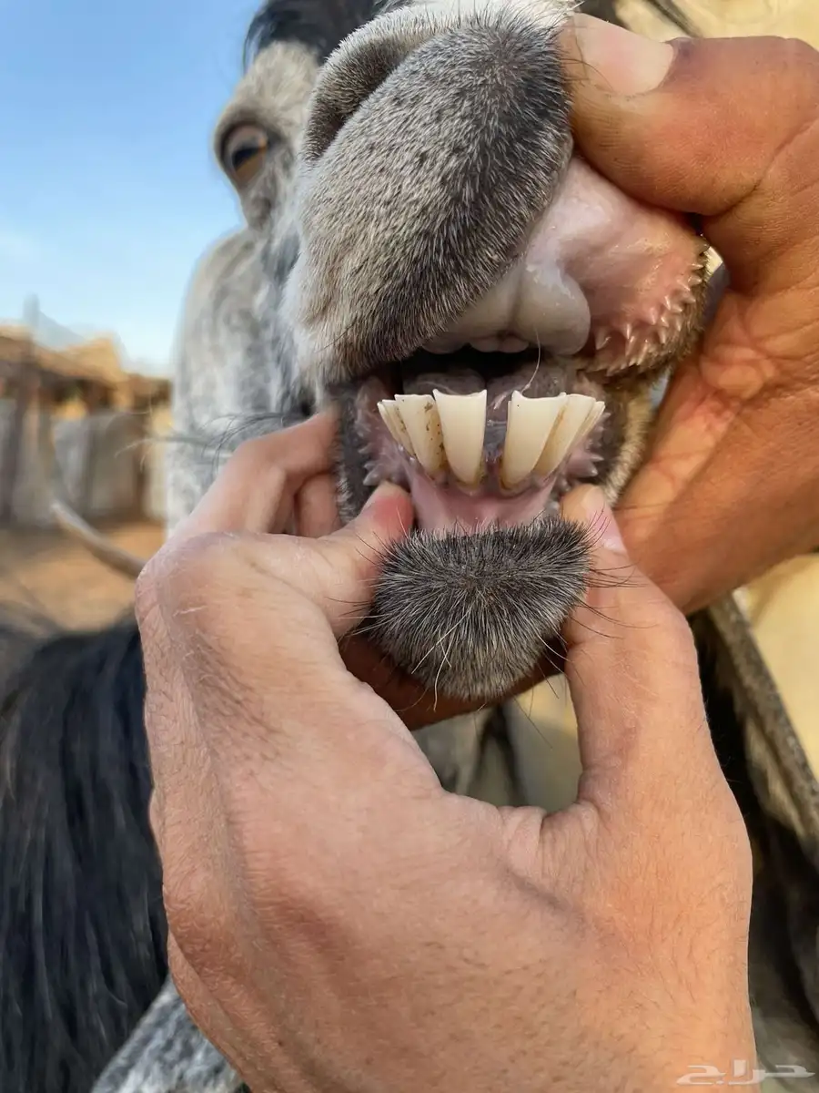 عنز للبيع 4