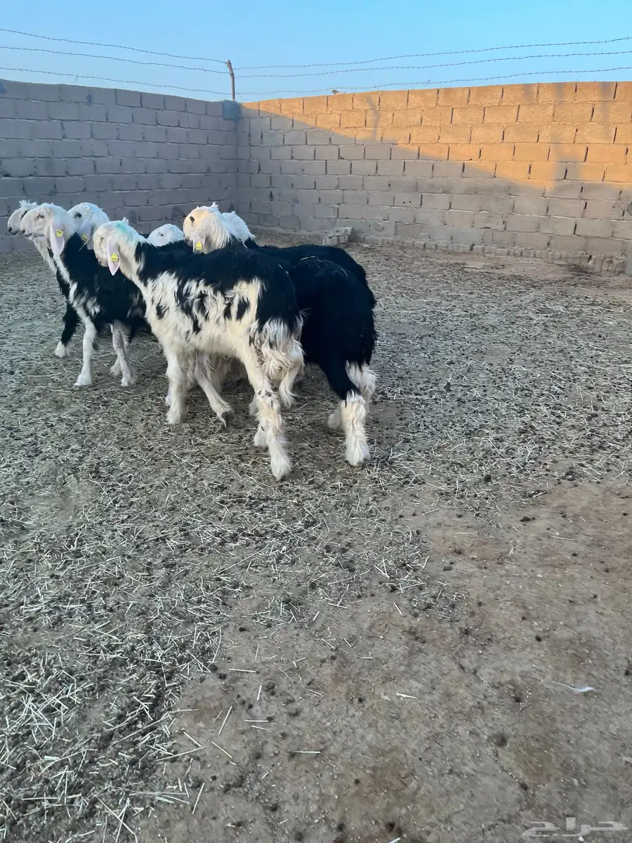 طليان نجد طيبة 1