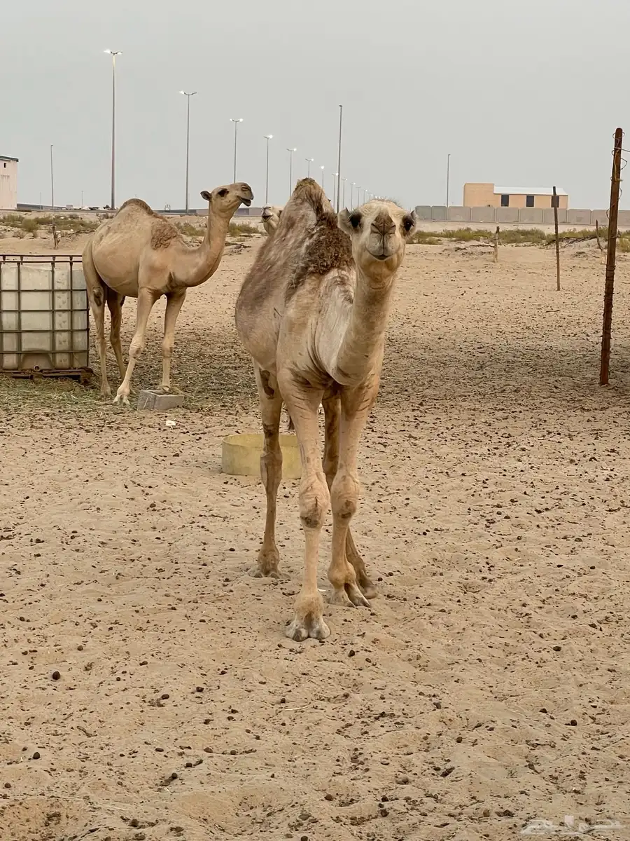 قعود. لأهل المناسبات 1