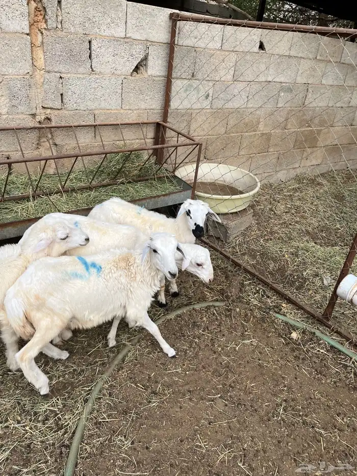 خرفان تربيه( تم البيع) 1