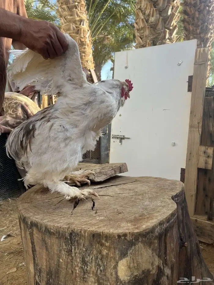 دجاج براهما ديوك 1