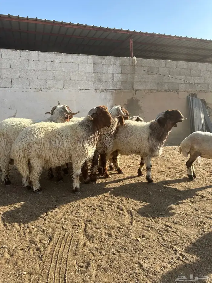 فحول أنعيم صنف اللبييع 19