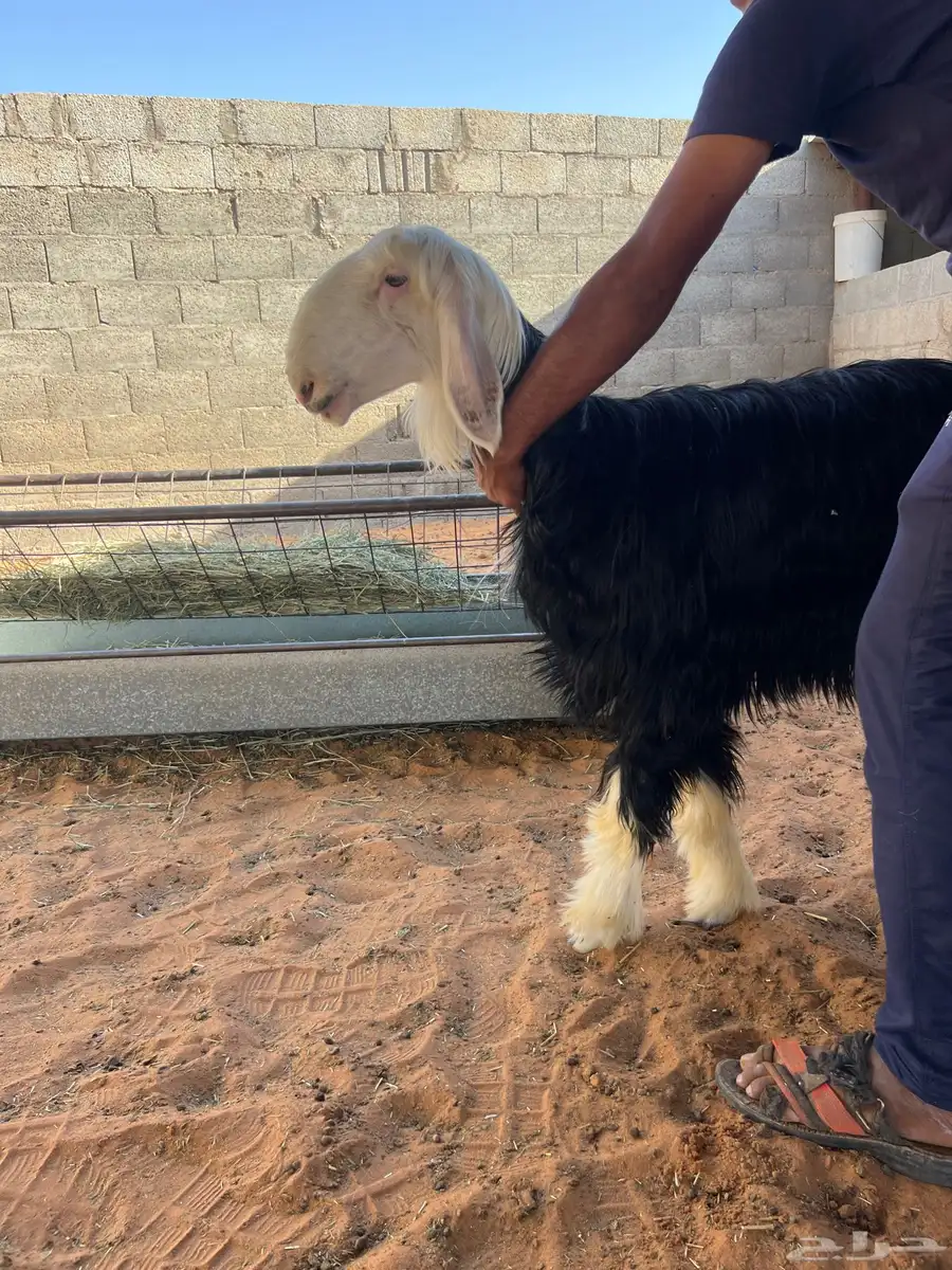 رخل نجديه العمر 7 الى 8 شهور 2